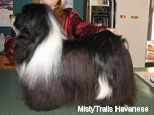 Mistytrails havanese sales